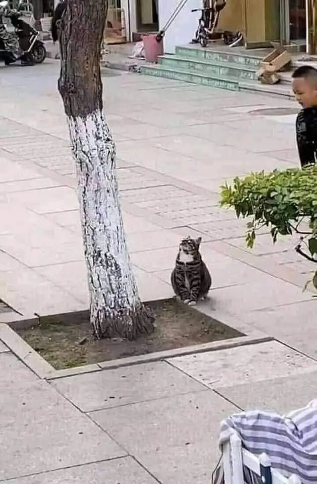 哈哈，被这组照片可爱到了！路边一只可爱的猫咪坐在树旁，全神贯注地仰着头看向树上，