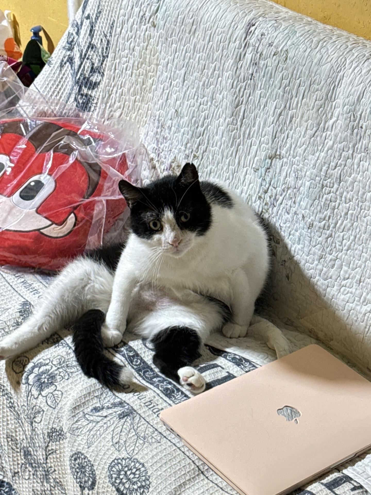 不萌但是很猛。