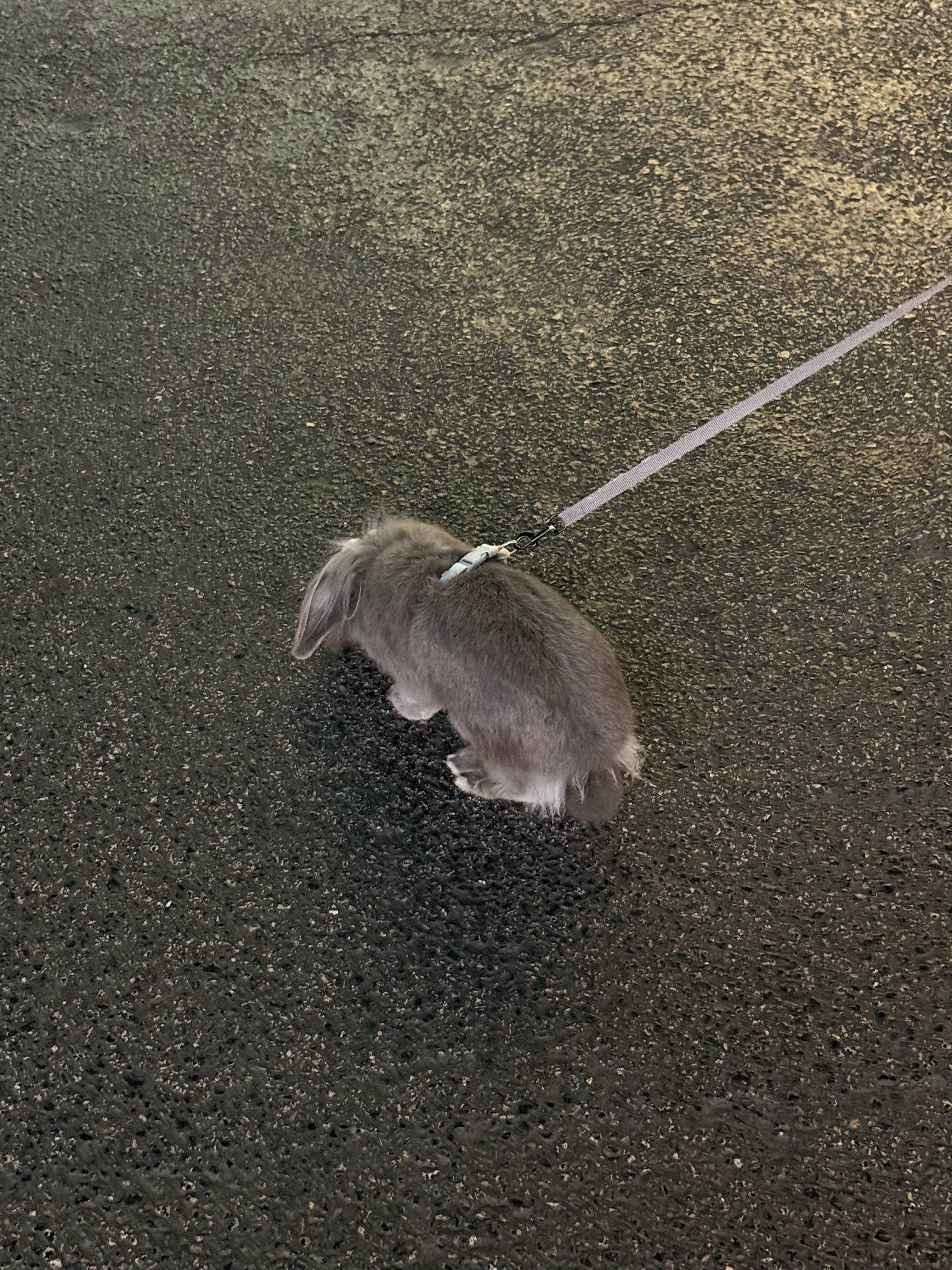 见过遛猫遛狗遛羊驼的头一次见遛兔子的🐰[哭哭]​​​