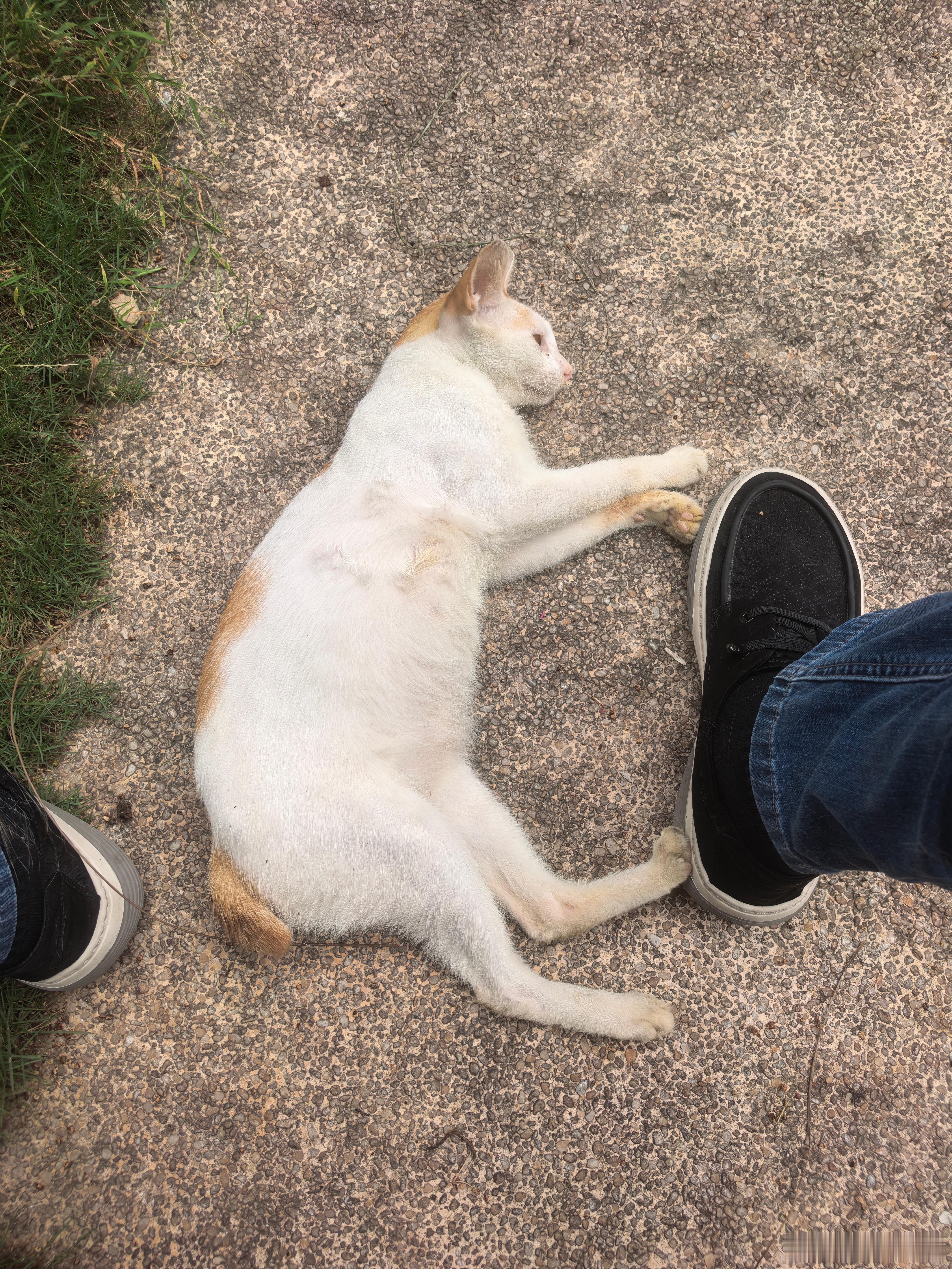 不怕生可以摸的小猫咪真好