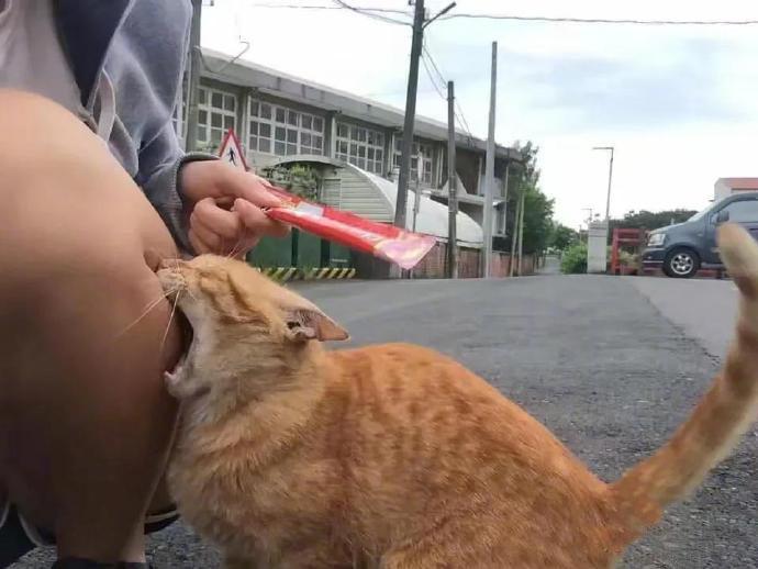 一位女生每天都会准时去喂流浪猫，今天她带着猫零食去喂大橘，结果大橘太激动了，冲过