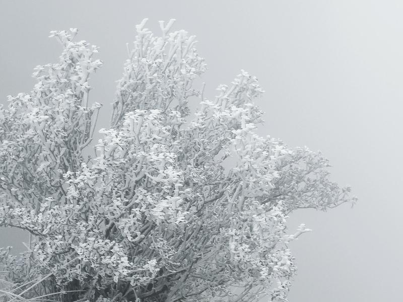 今天早上看着窗外的飘雪突然很喜欢一句诗问：晚来天欲雪，能饮一杯无？这是唐代，白