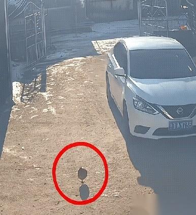 我眼睁睁看着我那只大公鸡，对着刚被女婿车轱辘压扁的老母鸡，办了那事儿。我那傻女