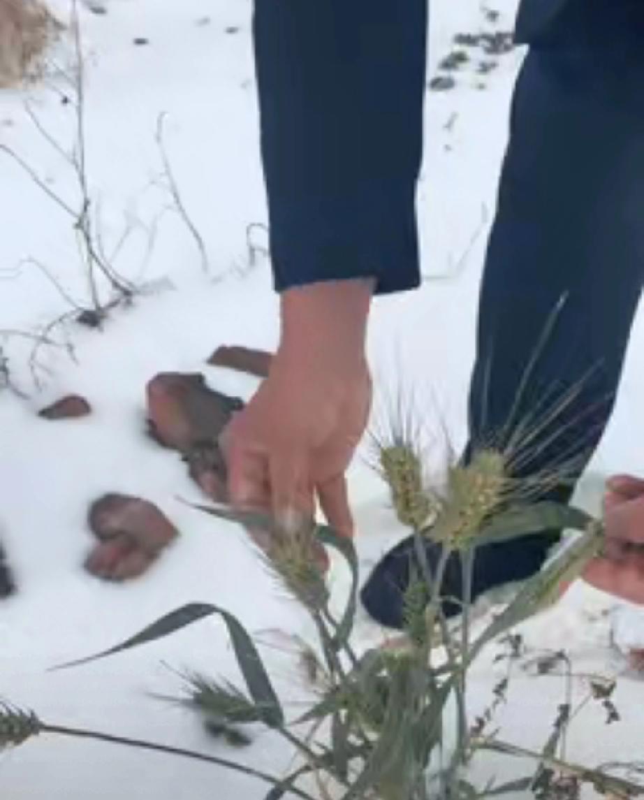 这几天刷到一个视频，我认为非常重要，必须广而告之！河南驻马店的杨先生，在野外发现