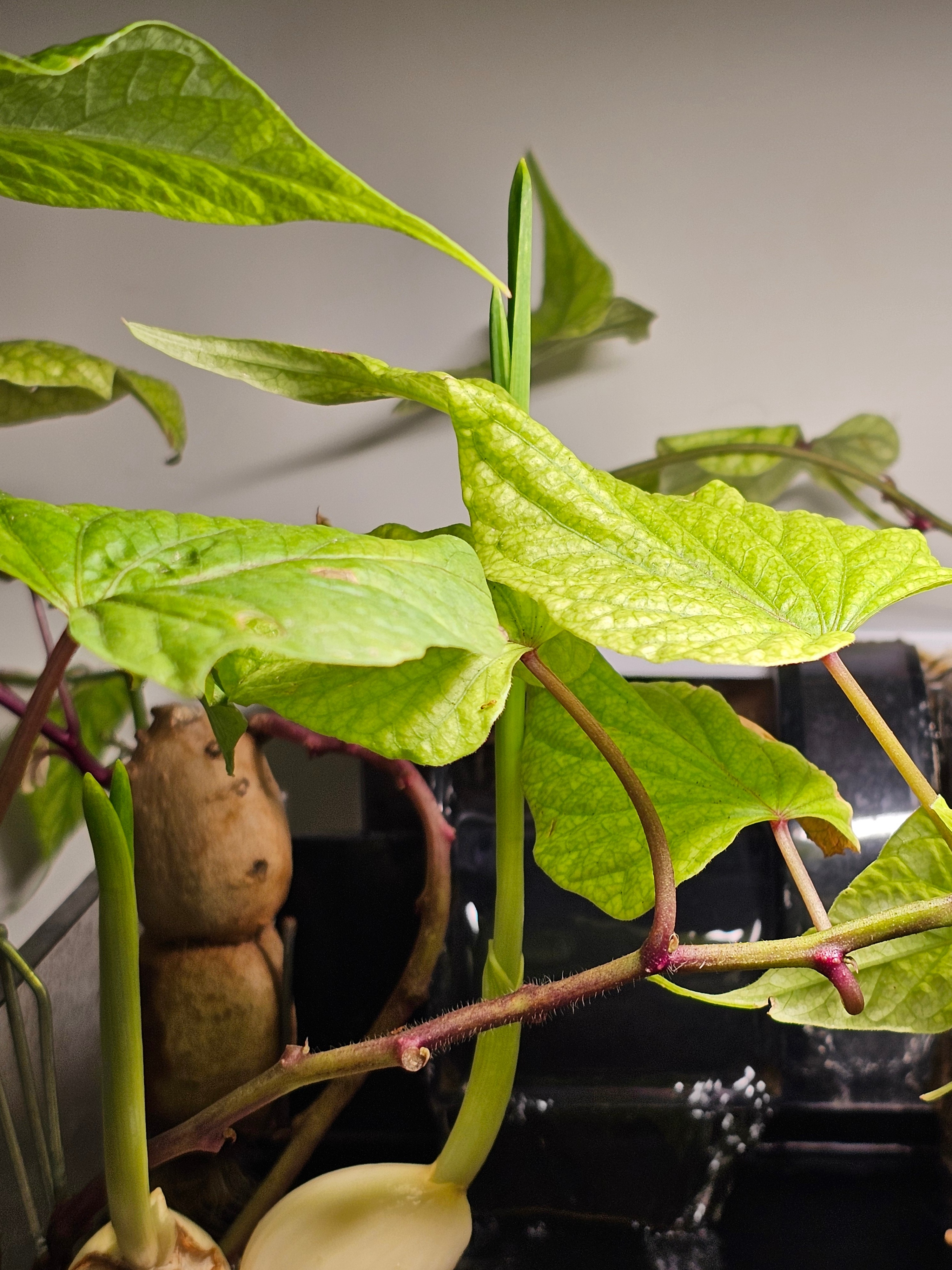 继水培红薯之后，前几天腌腊八蒜的时候，又水培了三颗大蒜，蒜苗长势喜人。辣椒树挪到