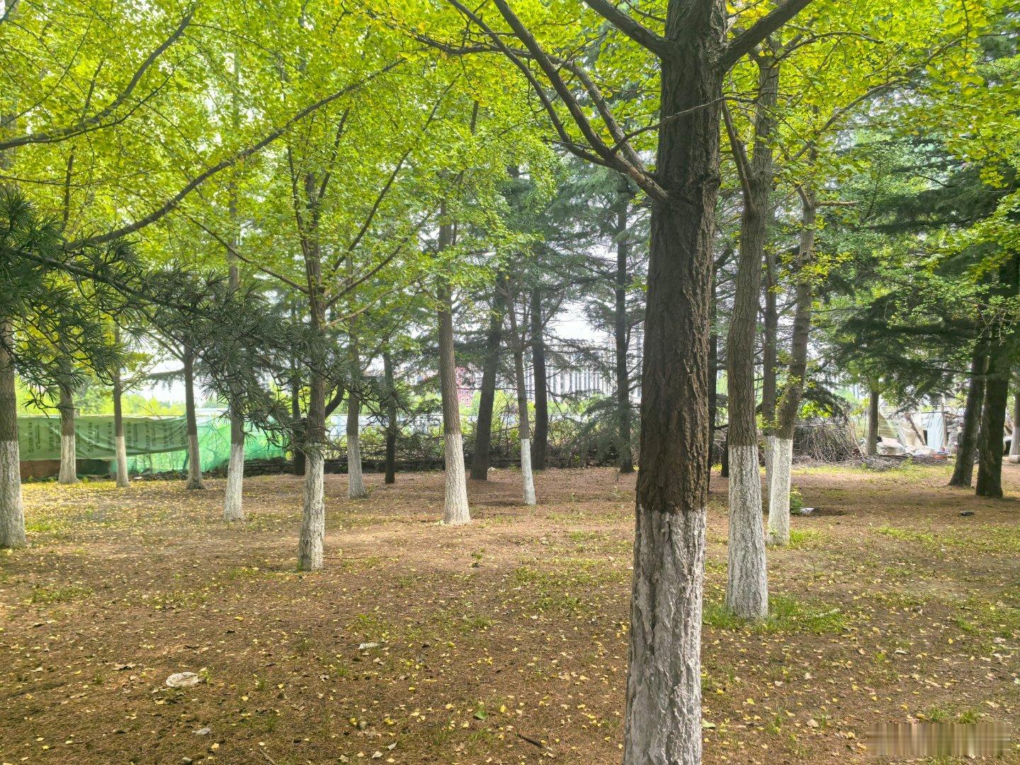 这样的天气跑步真的大汗淋漓