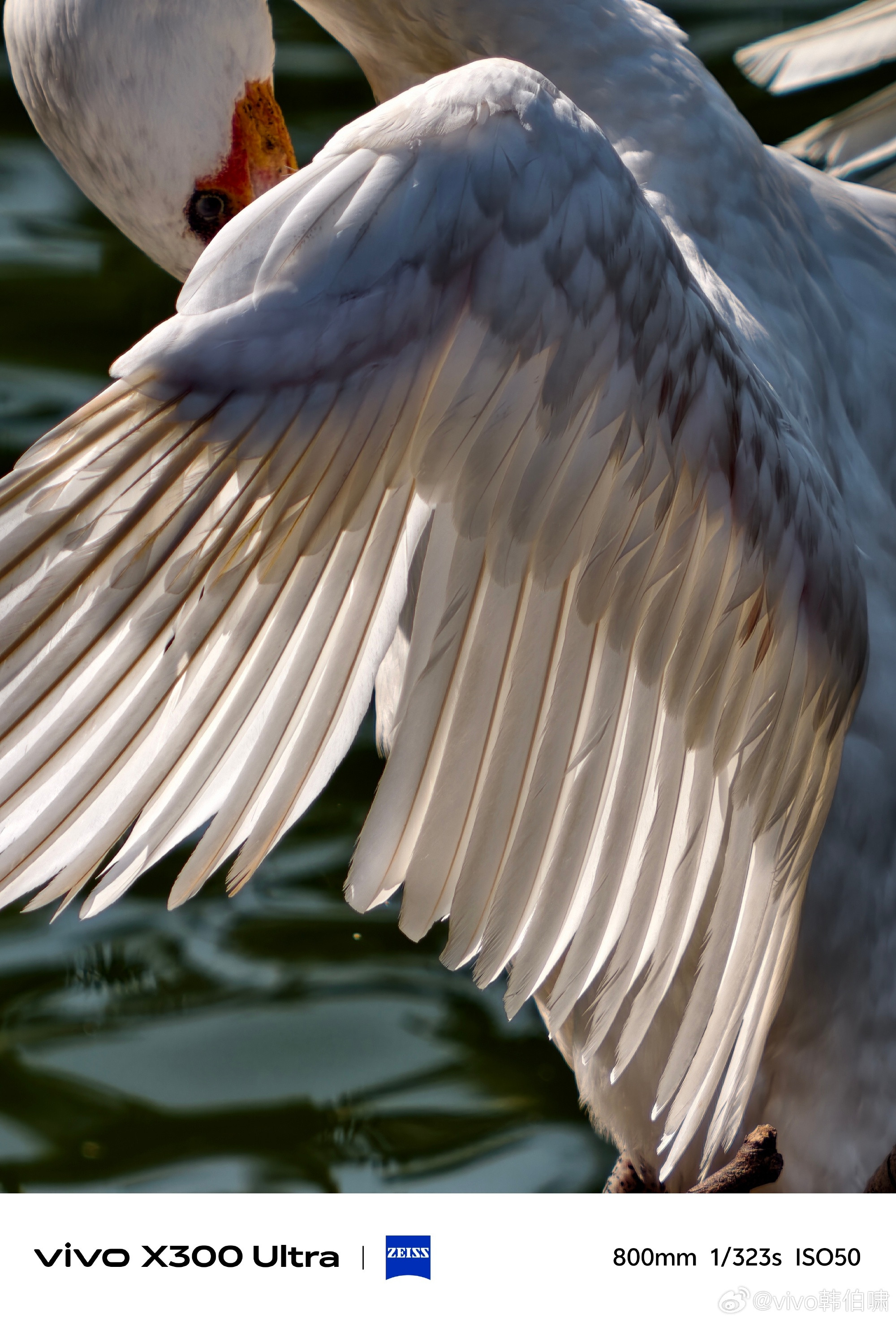 vivo的长焦真的越来越猛了，我这种爱用长焦的就很喜欢以后随时随地的拍动物是真