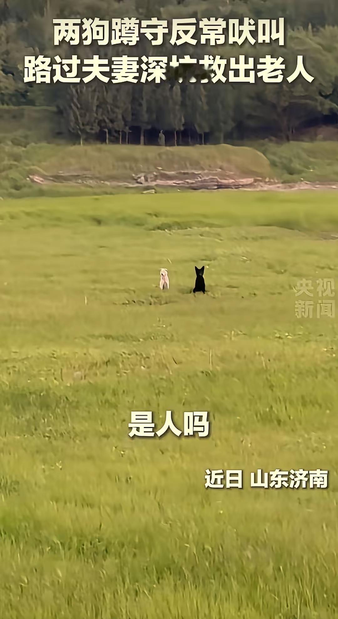 夫妻俩开车经过一片草地的时候，看到有两只小狗追着他们又跳又叫，好像有什么事情再求