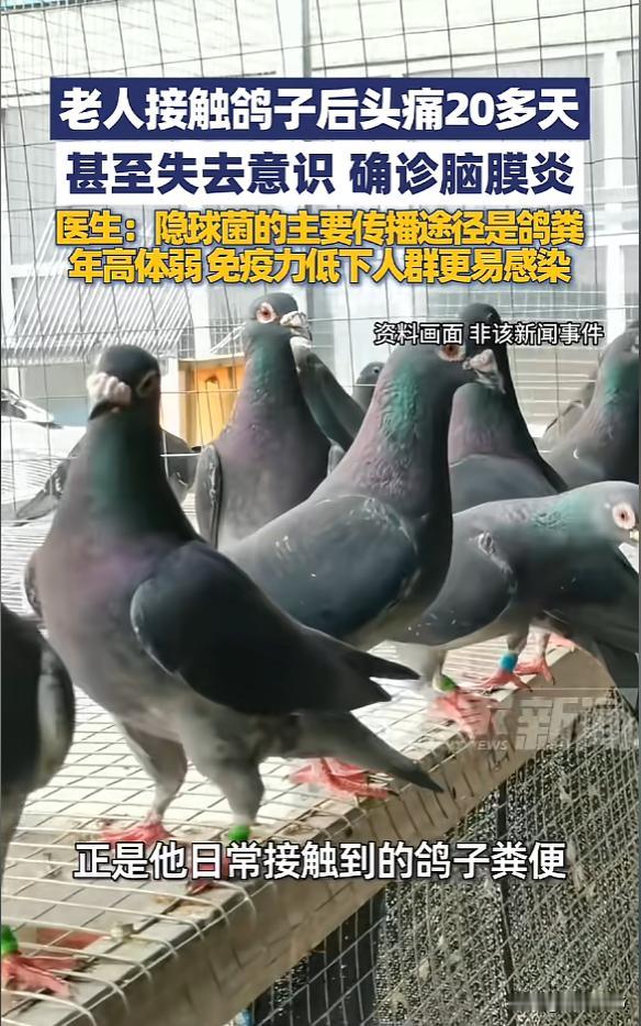 “想想都后怕！”近日，一男子养了几只鸽子，为了保持清洁，他时常清理鸽粪，但每次清
