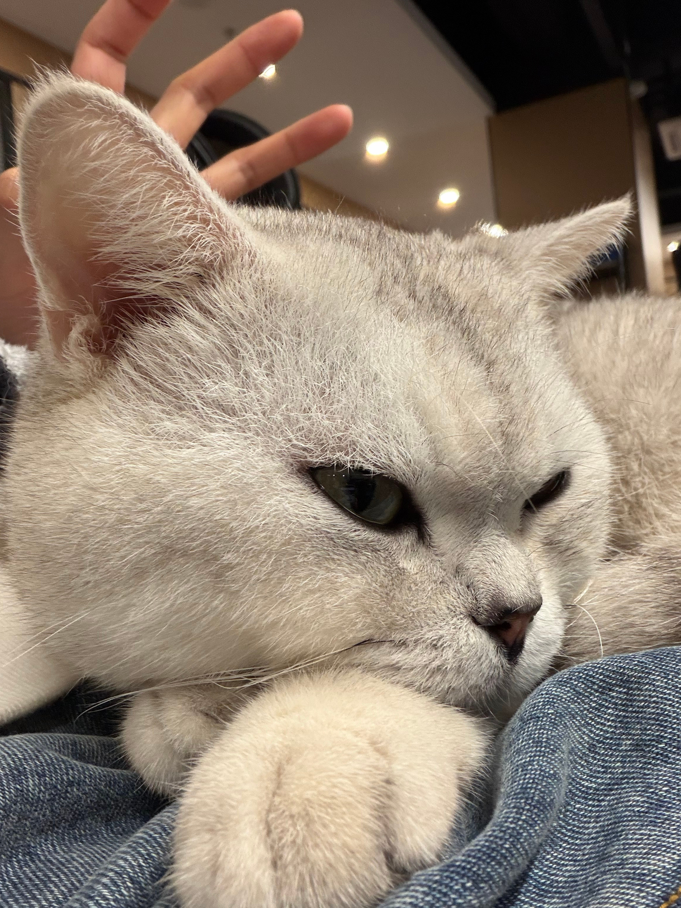 就这样在办公室猫狗双全！！！可爱侵略症要犯了统统咬一口