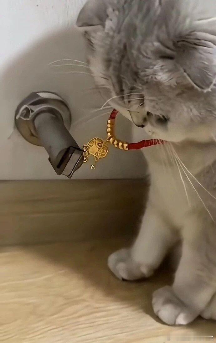 说好的千足金呢宠物卖萌中心​​​