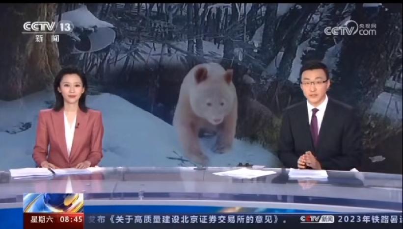 全球唯一！卧龙白色大熊猫最新影像曝光，9岁"白壮壮"成野生王者，专家揭秘罕见白化