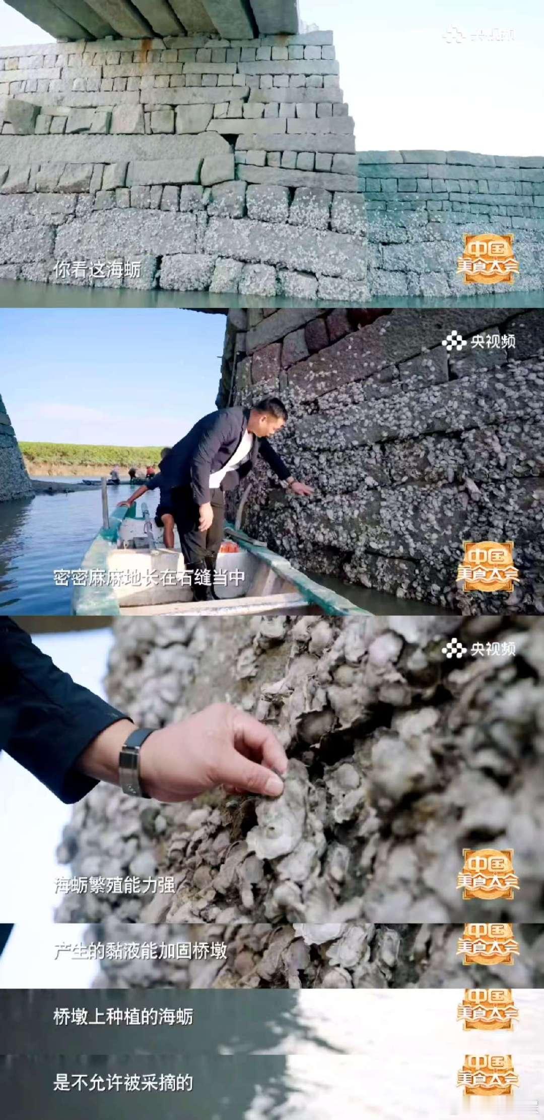 海蛎也没想过自己这么全能吧福建人把海蛎的价值发挥到极致，洛阳桥、贝壳屋、海蛎