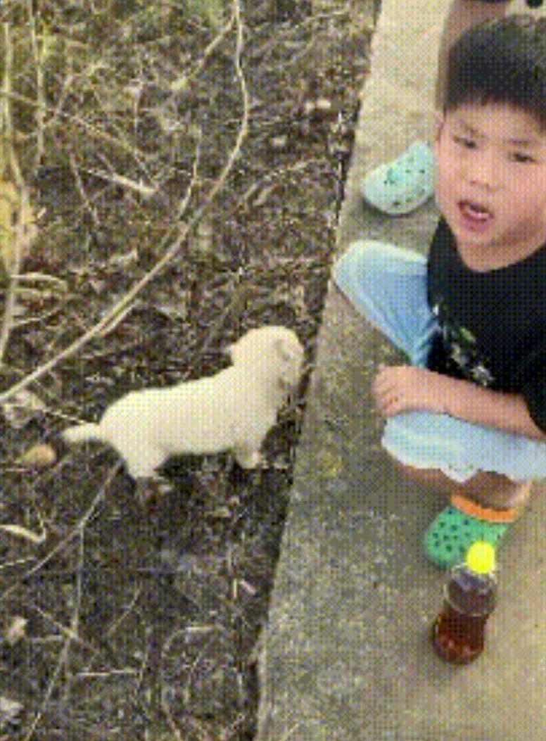 破防了！母子三人出行时，偶遇流浪狗被多只喜鹊欺负，于是将其带回家收养，途中小男孩