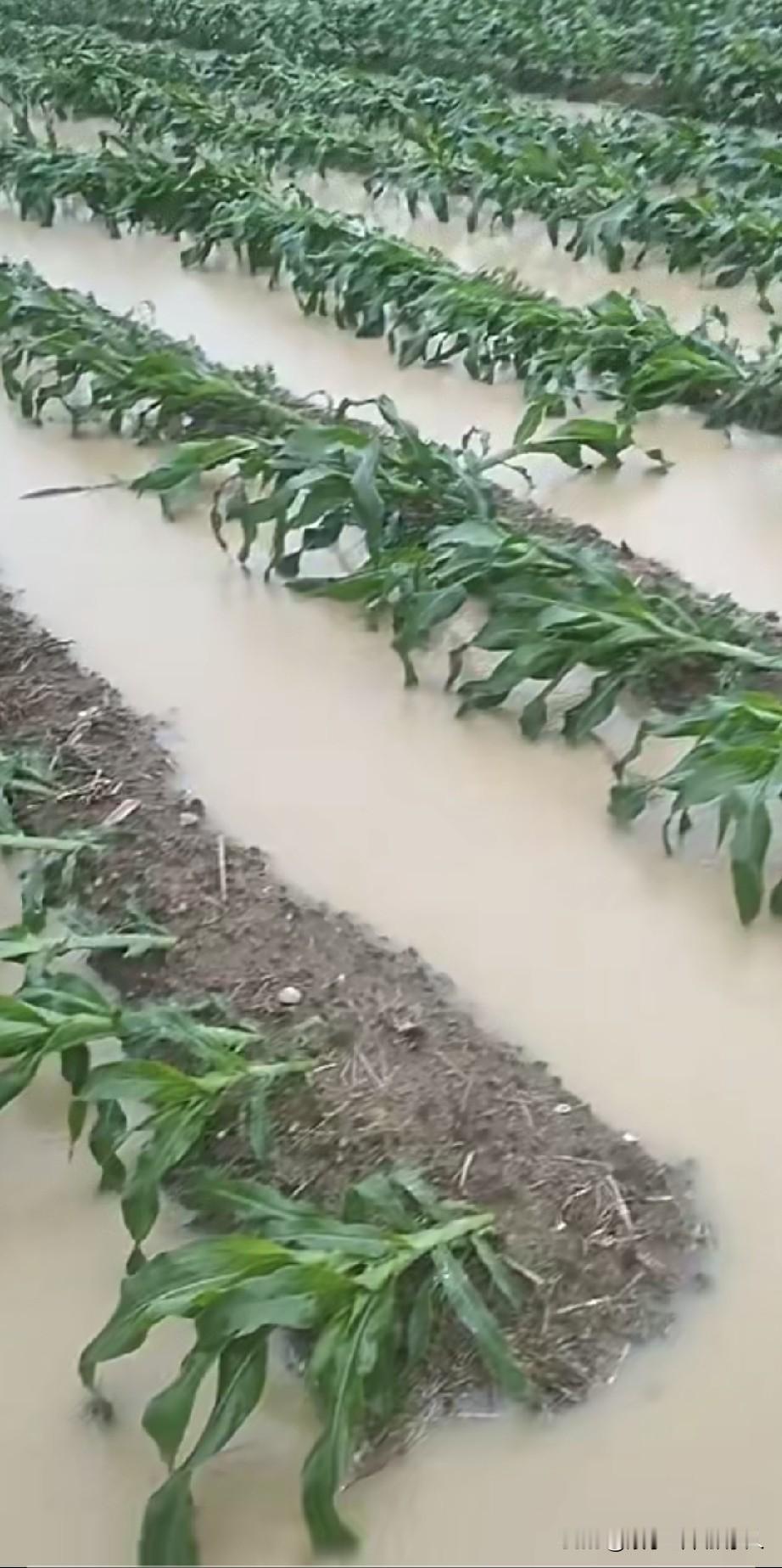 暴雨过后的玉米，太难了