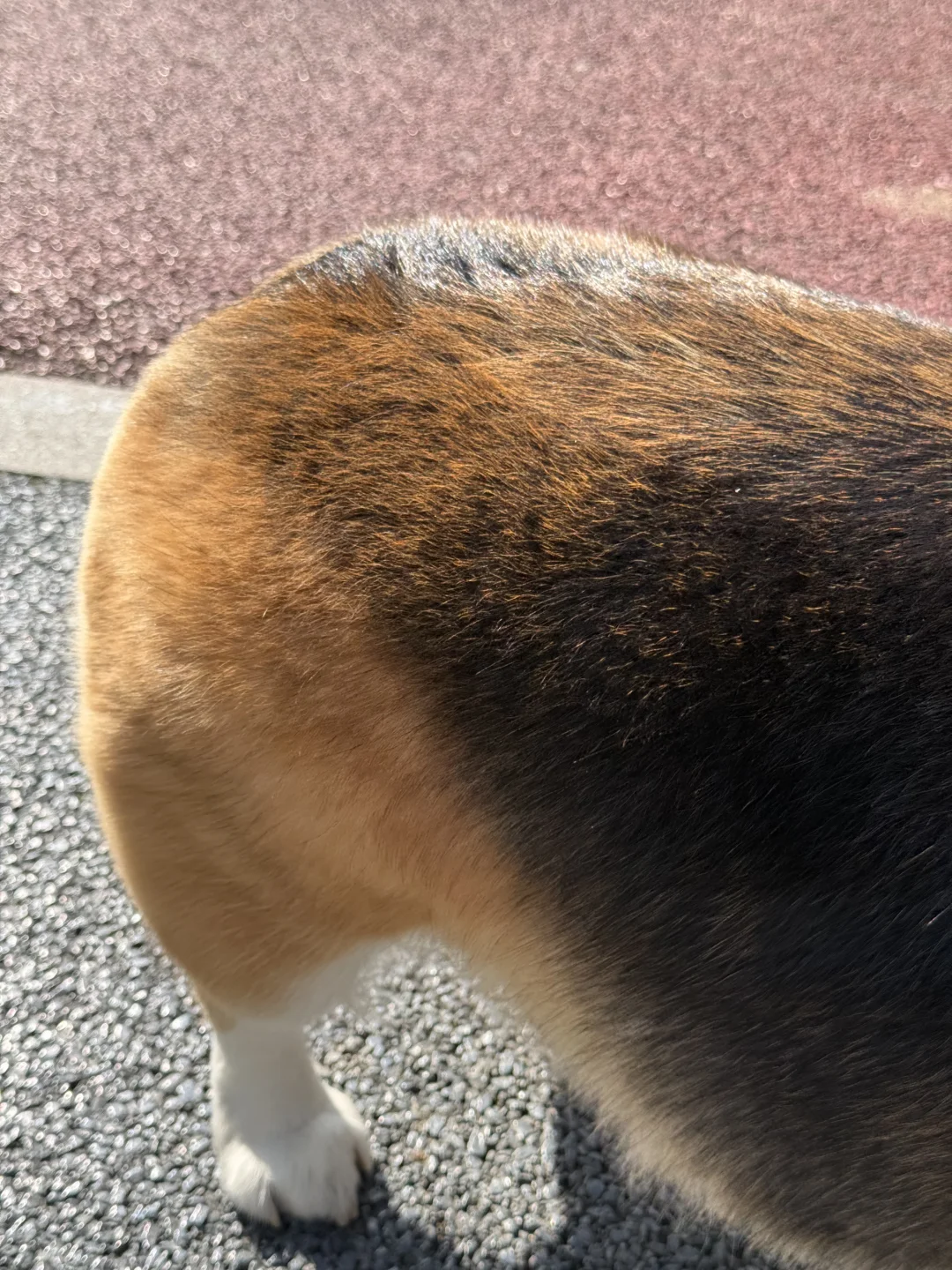 吃了两年的柯基狗粮（不吹不黑）