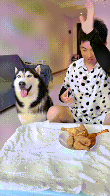 二哈还是别人养可爱！