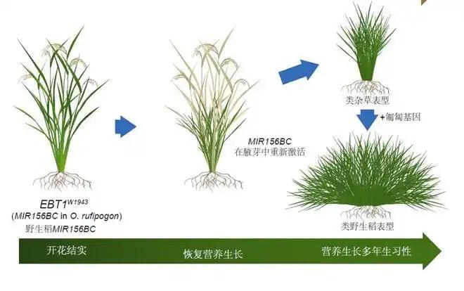 离谱！3.20上海多年生水稻，农民要被“懒人科技”解放了！上海团队搞出大事情