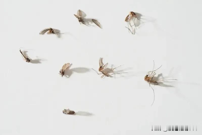 关灯蚊子嗡嗡叫，开灯却神秘消失？科学解释来了，三招终结夏夜骚扰！夏夜闷热，你刚