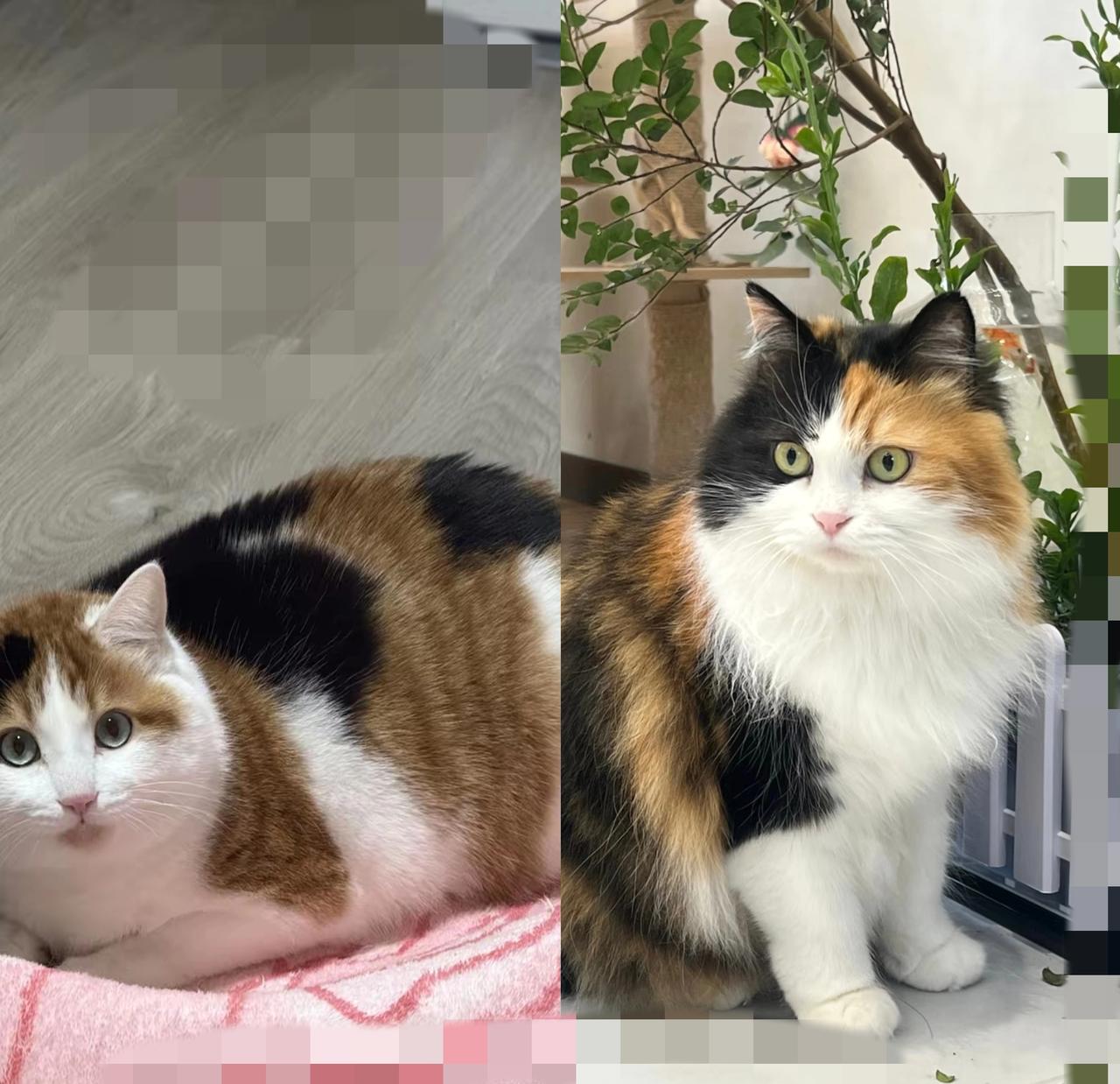 谁说流浪猫上门不吉利？在我这儿，它就是送福气来的！