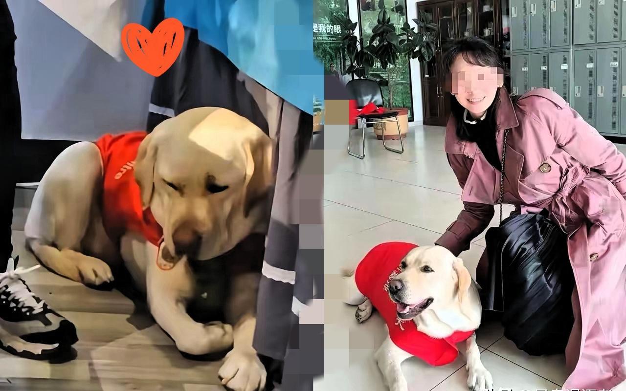 谁看了导盲犬芬迪的对比不心疼啊！跟训导员姐姐在一起时，它能撒欢打滚，浑身都透着开