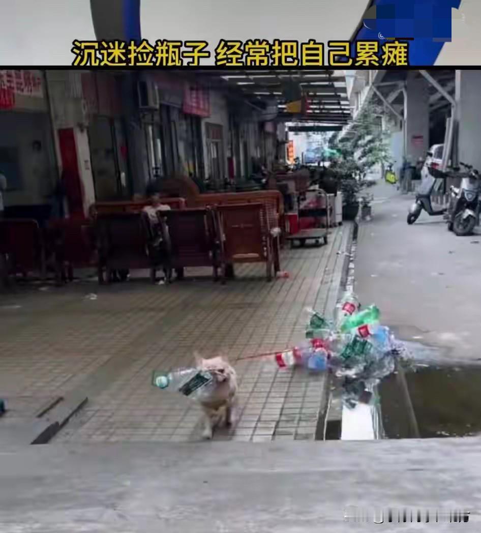 破防了！最近，广州一只名叫小白的法国斗牛犬，凭借捡瓶暴富的传闻，彻底刷爆网络，成