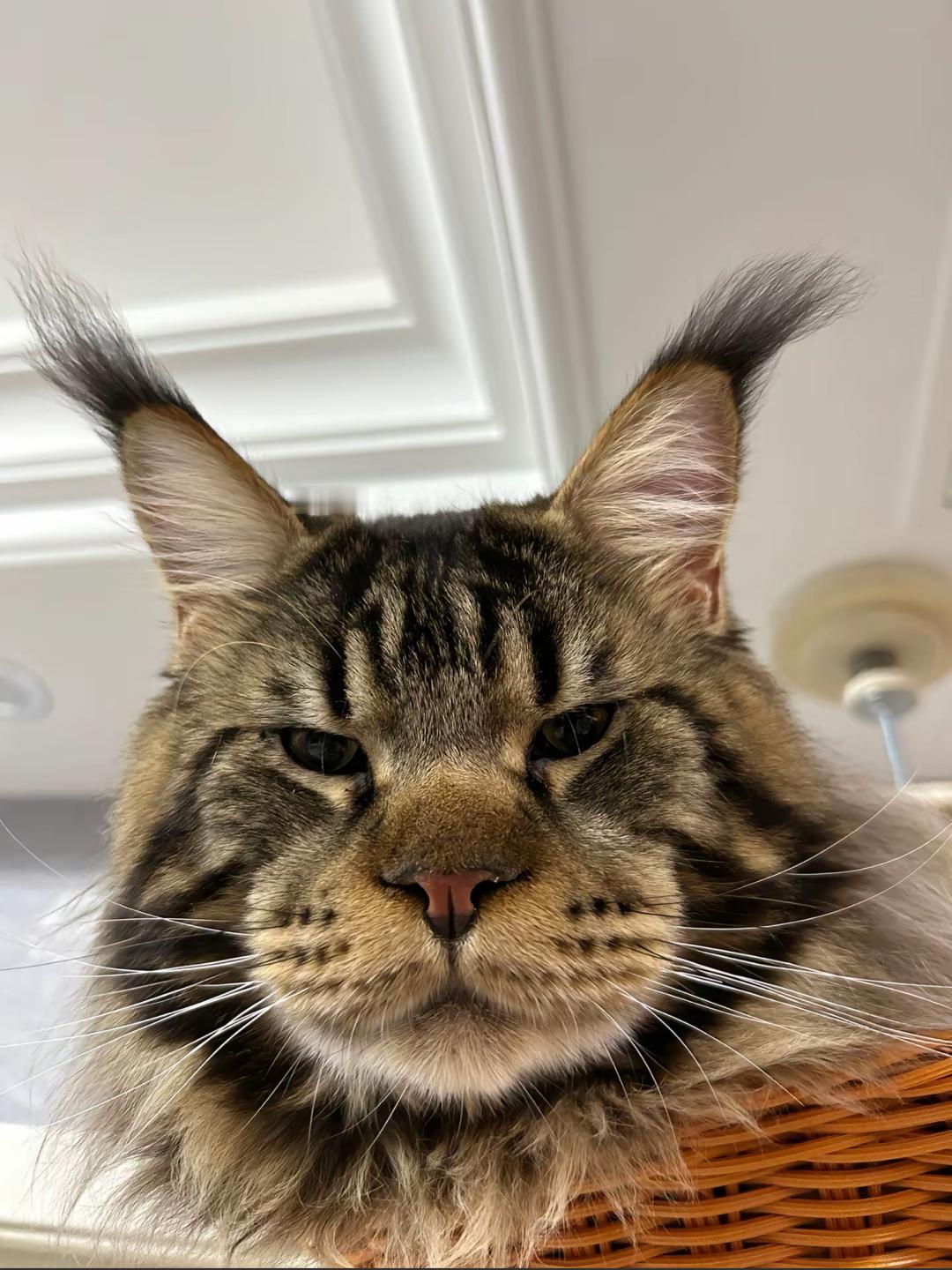 小猫你看起来傻傻的