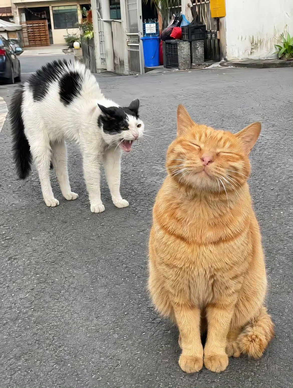 猫咪：不听不听，王八念经