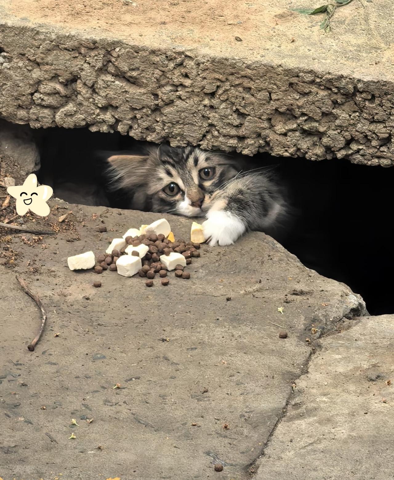 千万别心软投喂流浪猫？这事儿可没那么简单！