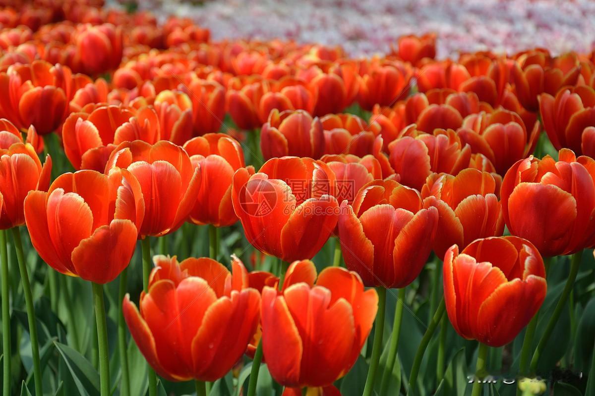 郁金香真是花卉界的颜值担当！它是百合科郁金香属的多年生草本，花形端庄，色彩绚丽。