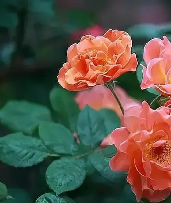 人这一辈子，拼到最后才明白：钱再多也买不来平安到老。现在中国人均预期寿命已经达到