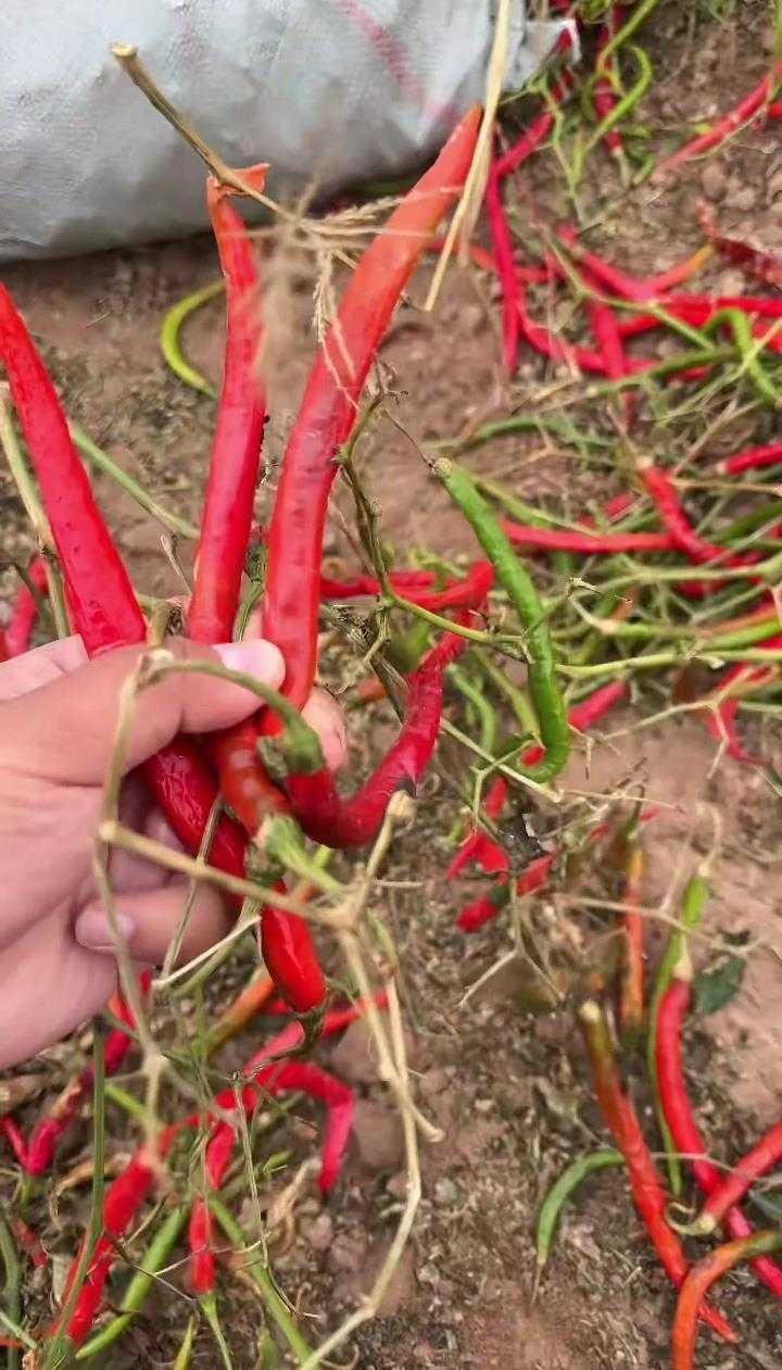 内蒙古地里的“漏网之鱼”火了！游客捡秋捡出幸福感，这波操作为啥让人羡慕？“