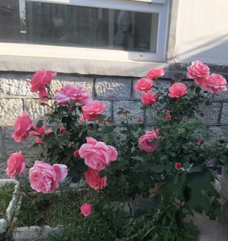 我告诉抑郁症的女儿我失业了，她回答了一句“我知道了！”过了一个小时后又发来一