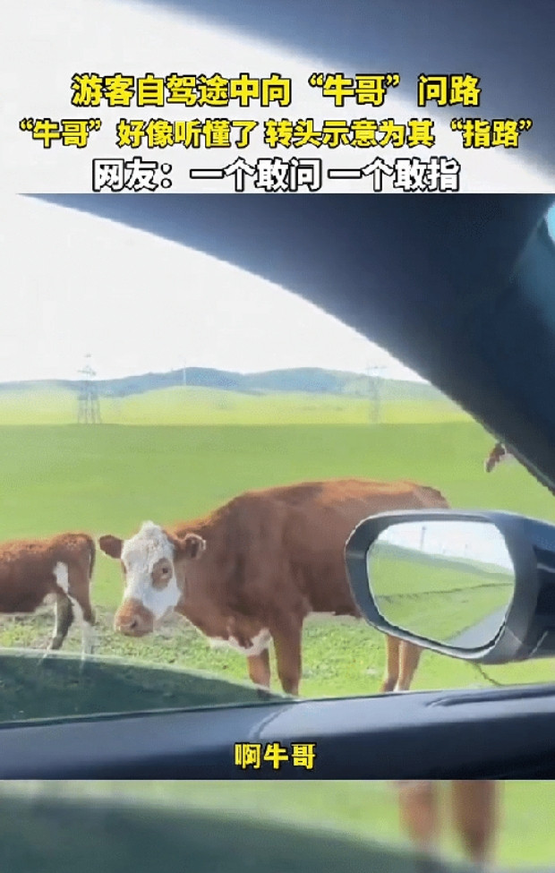 太有灵性了！据7月9日视频，内蒙古一位男子开车自驾游时，不小心走错了路，手机导航
