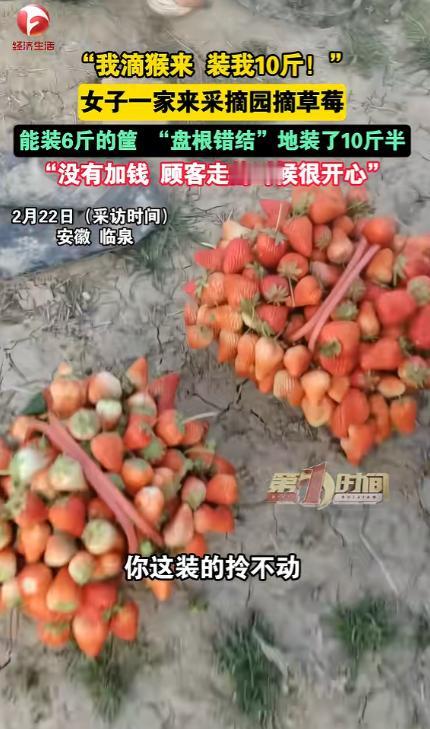 安徽，一女子带孩子们去草莓园摘草莓，老板说50元一篮子，装多少算多少，不料，女子