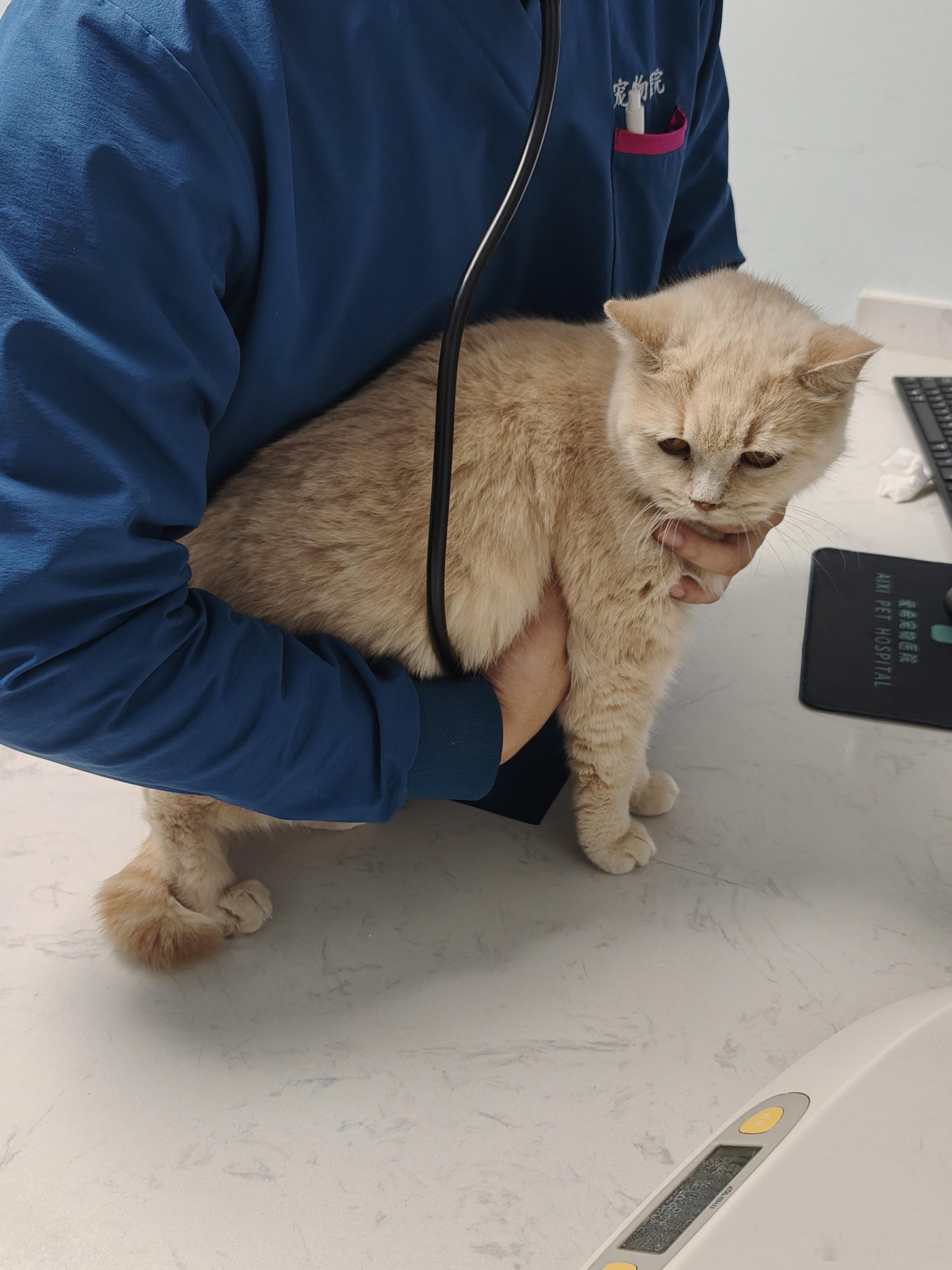 我生病买了三次药才花一百多给猫看病，一次花三百多，还不保证痊愈