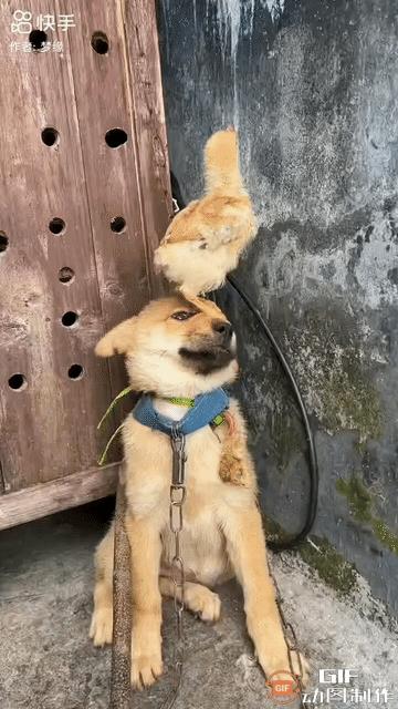 一条黄狗玩耍时不慎犯错，它咬了小鸡，严厉的主人便对其一顿狠揍，接着把小鸡放在黄狗
