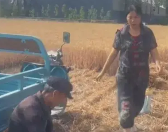 日前正是抢收麦子的季节，安徽的一位儿媳也投身其中。由于婆婆早逝，老公常年在外打工
