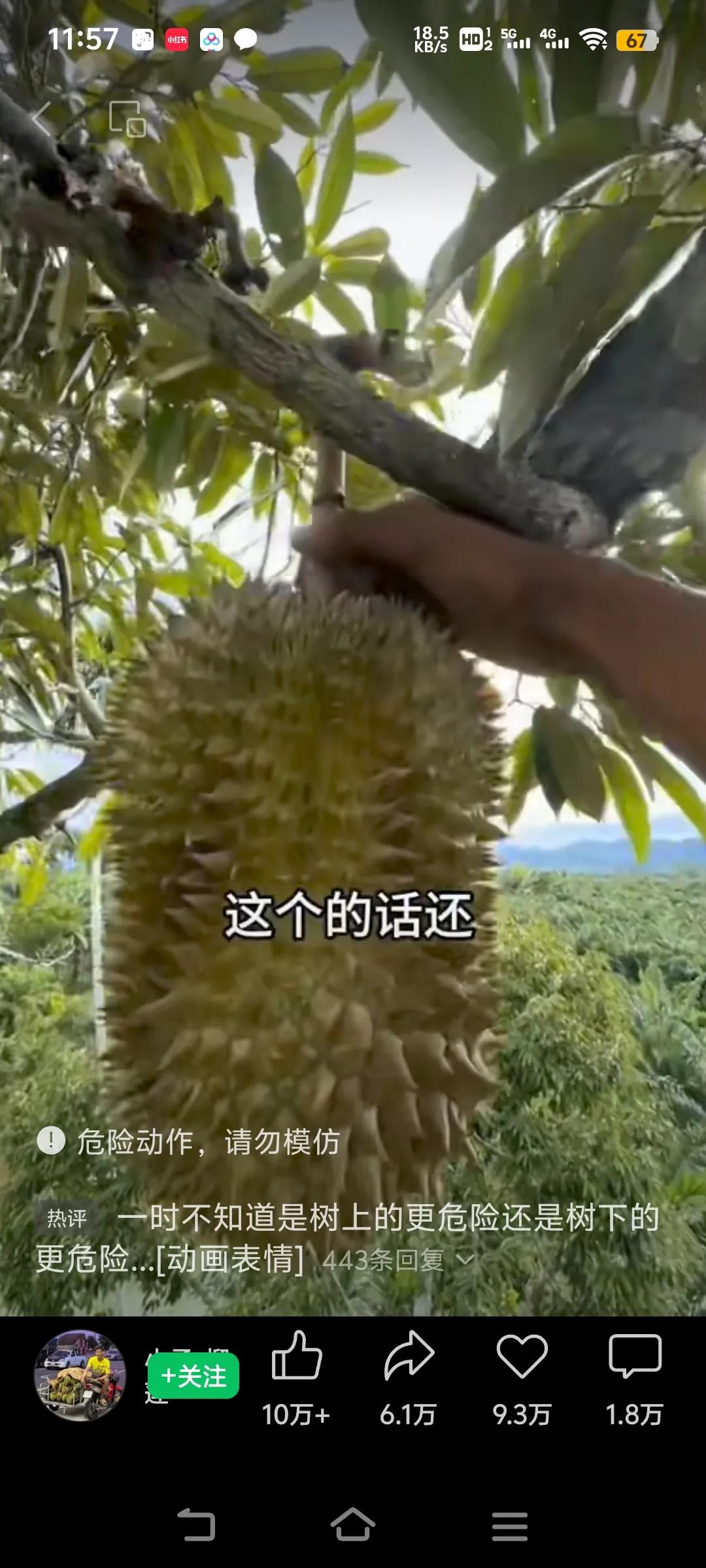 摘榴莲到底是树上的人工资高？还是树下的人工资高？[笑着哭][笑着哭][笑着哭]