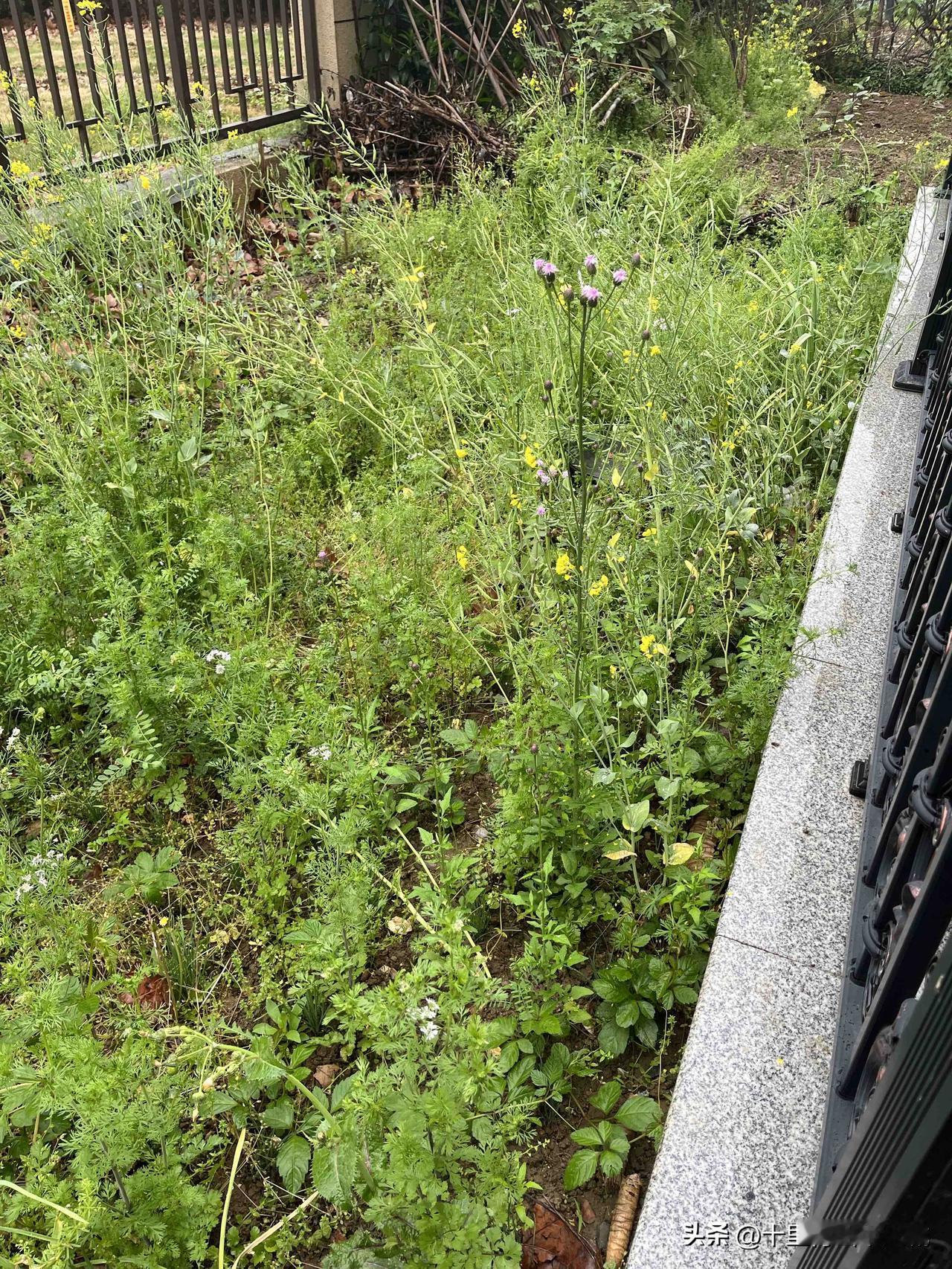 就为两棵小瓜苗，来回车费花了30多元。一个多月没来，青菜变成了菜籽，韭菜被杂