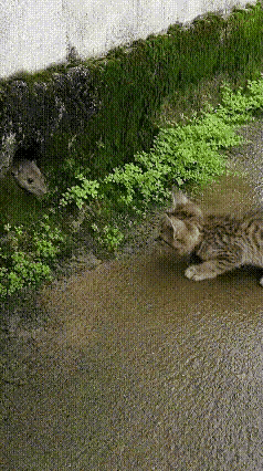 小小狸花猫实力封神！蹲守鼠洞一招擒鼠，泥水缠斗毫不怯场谁能想到个头小小的狸