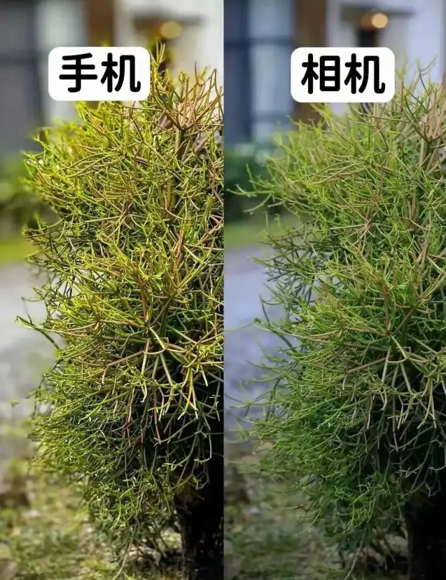 充分证明，手机永远代替不了相机。