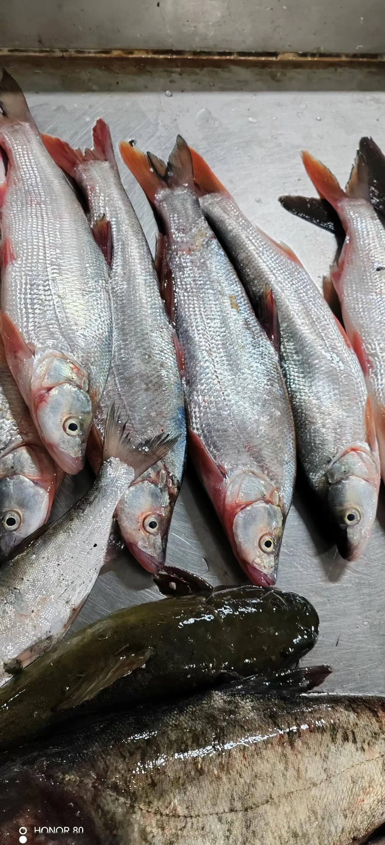 鱼尾巴红得滴血，鱼鳃还在张合，但这条鱼的真名，连老渔夫都可能叫错。蒙古红鲌——