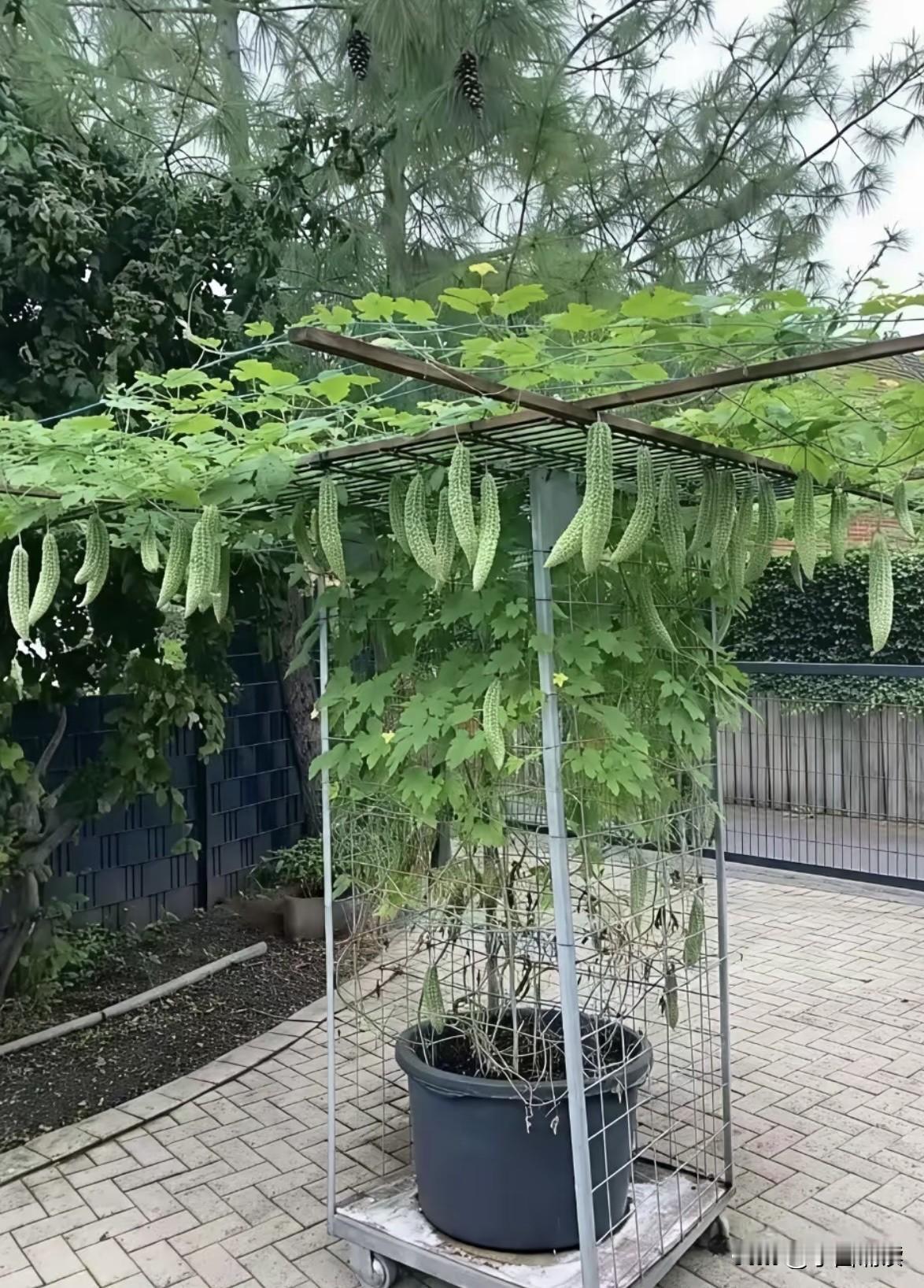 种植这架苦瓜的人绝对是个“大聪明”，看看这个移动的小推车虽然简陋，但是却科技感满