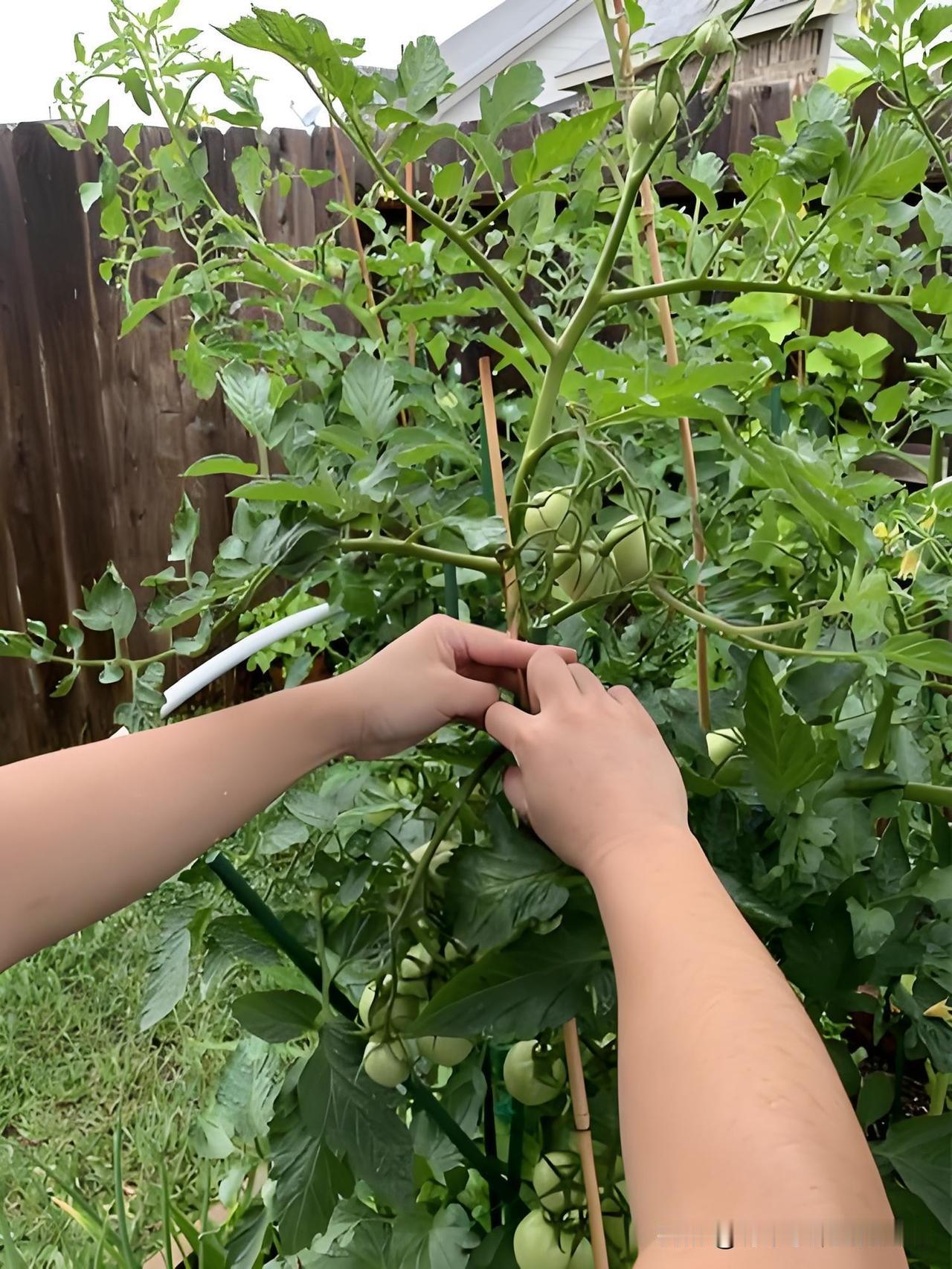 西红柿绑竹竿，这3个细节新菜友必看种西红柿的新菜友别发愁，绑竹竿其实有门道
