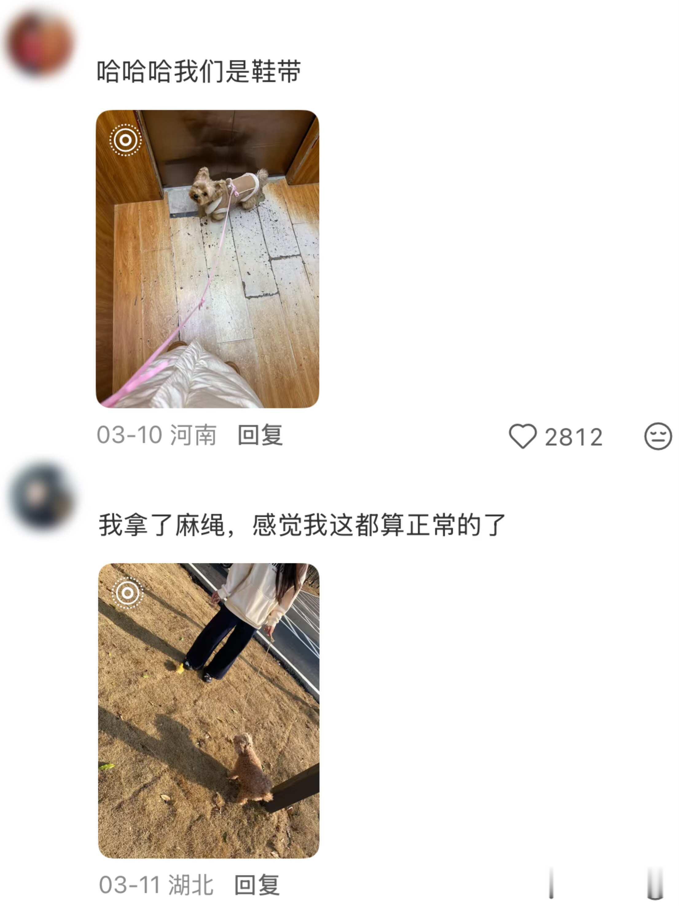 万物皆可遛狗绳🤣我就说上网能学到真东西！
