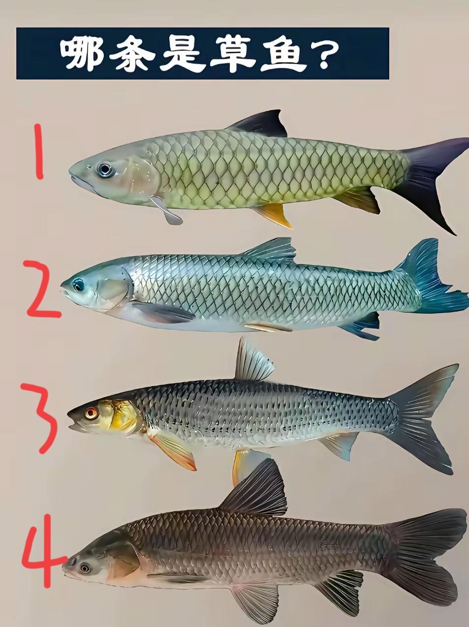 考眼力，几号是草鱼？