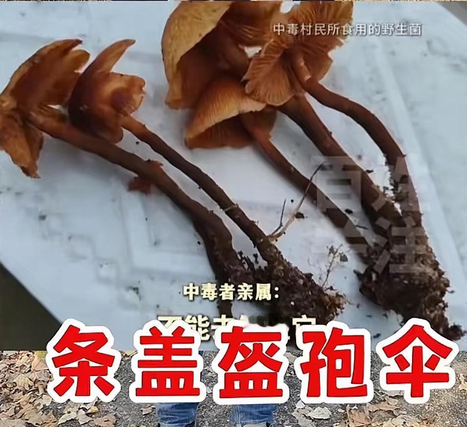 贵州毕节，害3人中毒身亡的，就是这种野生菌！本来可以避免的，5个成年人，中午吃了