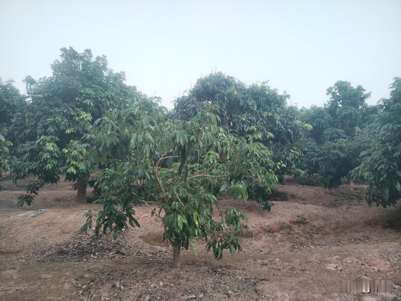 荔枝开花前后的管理荔枝花期是决定产量的黄金时期，然而蝽象、瘿螨、尺蠖等害虫的