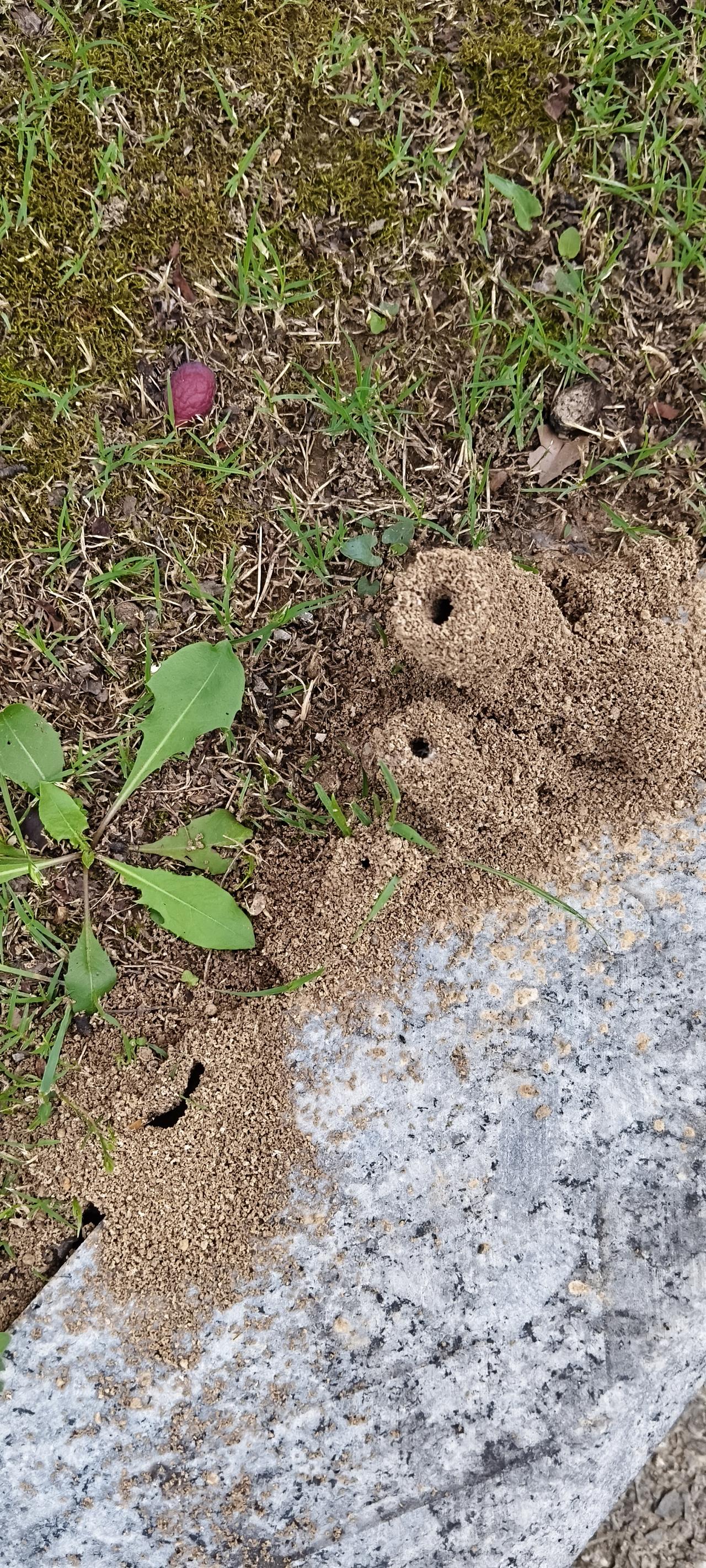 晒图笔记大赛“大自然的鬼斧神工，蚂蚁巢穴的奇妙世界”🐜🏡🌿